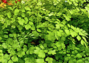 Maidenhair Fern Photograph by Kaye Menner
