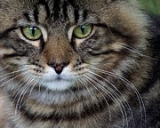 Maine Coon Cat Portrait Photograph by Jai Johnson
