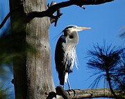 Majestic Great Blue Heron Photograph by Ben Upham III