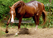 Majestic Horse Photograph by Julie Niemela