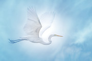 Majesty of the Skies Photograph by Mark Andrew Thomas Majesty of the Skies Photograph by Mark Andrew Thomas