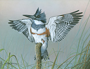 Male Belted Kingfisher Painting by Mike Brown