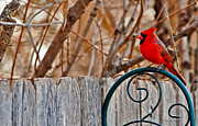 Male Cardinal Photograph by Ed Peterson