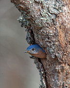 Male Eastern Bluebird Exiting Nest Hole DSB0297 Photograph by Gerry Gantt