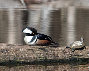 Male Hooded Merganser Resting DWF0170 Photograph by Gerry Gantt Male Hooded Merganser Resting DWF0170 Photograph by Gerry Gantt
