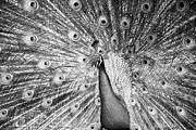 Male Indian Peacock-bw Photograph by Joye Ardyn Durham