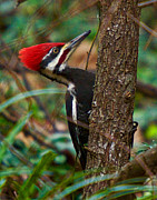 Male Pileated WoodPecker Photograph by Robert L Jackson Male Pileated WoodPecker Photograph by Robert L Jackson