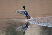 Mallard Duck Male Digital Art by Margarethe Binkley Mallard Duck Male Digital Art by Margarethe Binkley