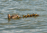 Mallard Mother With Her Baby Ducklings Photograph by Holden The Moment Mallard Mother With Her Baby Ducklings Photograph by Holden The Moment