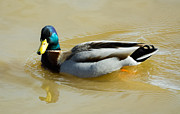 Mallard on the River Photograph by Holden The Moment Mallard on the River Photograph by Holden The Moment
