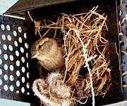 Mama Bird Photograph by Cindy Schneider