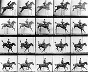 Man and Horse jumping Photograph by Eadweard Muybridge Man and Horse jumping Photograph by Eadweard Muybridge