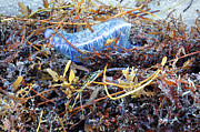 Man-o-war 3 - Miami Beach Photograph by Frank Mari