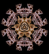 Mandala Murex and Barnacle Photograph by Nancy Griswold