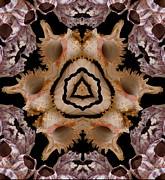 Mandala Murex and Barnacle Shell Photograph by Nancy Griswold