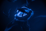 Manta Ray feeding  Photograph by Art Atkins