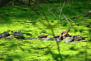Many Turtles Along the Appalachian Trail Photograph by Raymond Salani III