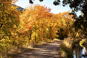 Maple Dell in Autumn Photograph by K Bradley Washburn Maple Dell in Autumn Photograph by K Bradley Washburn