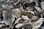 Maple Salad Photograph by DArcy Evans Maple Salad Photograph by DArcy Evans