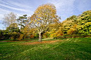 Maple tree on the slope. Photograph by Elena Perelman