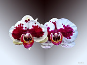 Maroon and White Phalaenopsis Orchids Side by Side Photograph by Susan Savad Maroon and White Phalaenopsis Orchids Side by Side Photograph by Susan Savad