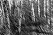 Marsh Abstract Photograph by Thomas Young