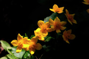 Marsh Flowers Photograph by Scott Hovind