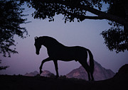 Marwari Horse in Twilight Photograph by Ekaterina Druz