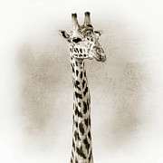 Masai Giraffe Closeup Square Sepia Photograph by Good Focused