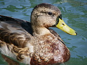 Master Mallard Photograph by Peggy King
