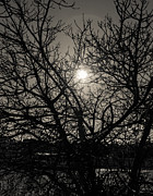 Master of Shadows Photograph by AM FineArtPrints Master of Shadows Photograph by AM FineArtPrints