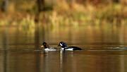 Mates Photograph by Ronnie And Frances Howard