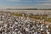 Mature Gm Cotton Photograph by Inga Spence