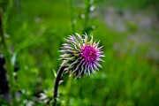 Meadow Majesty Photograph by Michael Brungardt
