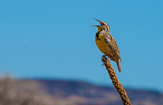 Meadowlark In Spring Photograph by Mindy Musick King Meadowlark In Spring Photograph by Mindy Musick King