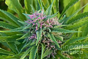 Medicinal Marijuana In Flower Photograph by Inga Spence Medicinal Marijuana In Flower Photograph by Inga Spence