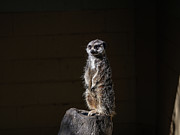 Meerkat Digital Art by Kathleen Illes