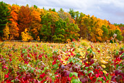 Memories Growing in the Meadow Photograph by Mike Smale