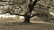 Memory Tree Photograph by Bonnie Bruno