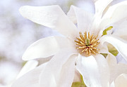 Merrill Magnolia Bloom Photograph by Julie Palencia