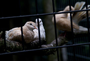Messenger of Peace Photograph by Linda Shafer