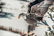 Metallic Bald Eagle  Photograph by Art Atkins