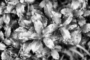 Metallic Shine Photograph by Cate Franklyn