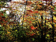Michigan Fall Colors 11 Photograph by Scott Hovind