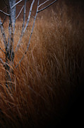 Michigan Photograph by Linda Shafer