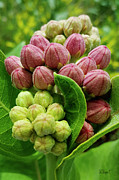 Milkweed Photograph by Rebecca Langen
