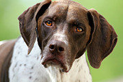 Millie Face Photograph by Brook Burling
