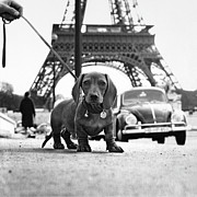 Milo mon Chien Photograph by Hans Mauli