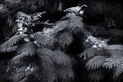 Mimosa Black And White Photograph by Mike Eingle
