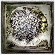 ...mind Blowing.... Photograph by Paul Vitko